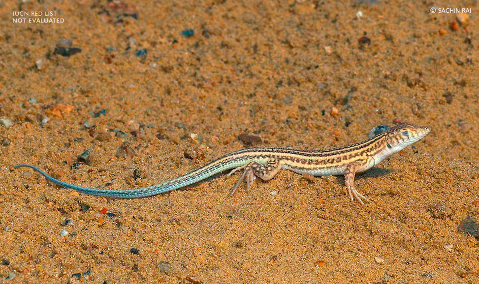 Acanthodactylus-cantoris-fringe-toed-lizard