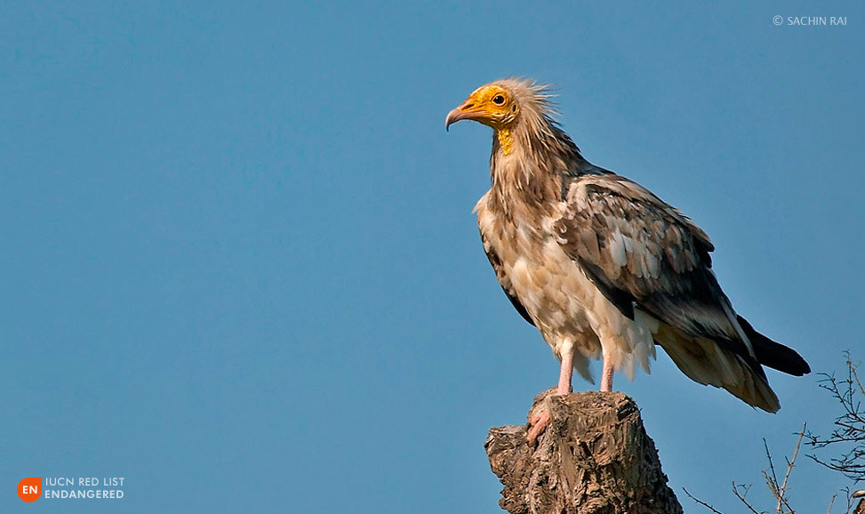 Egyptian-vulture-sachin-rai