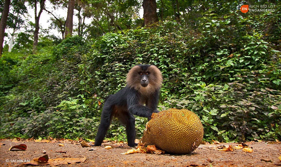 Lion-tailed-macaque-sachin-rai