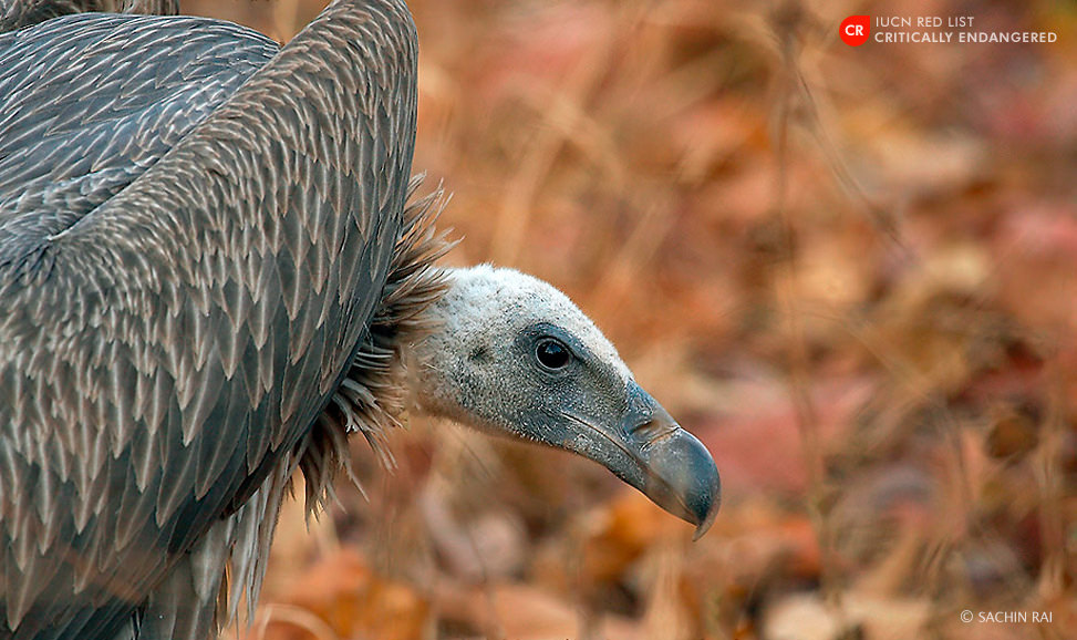 Long-billed-vulture-sachin-rai