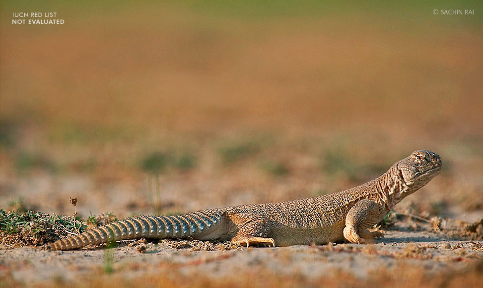 Uromastyx-hardwickii-spiny-tailed-lizard