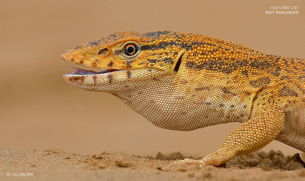 Varanus-griseus-konicznyi-desert-monitor-lizard