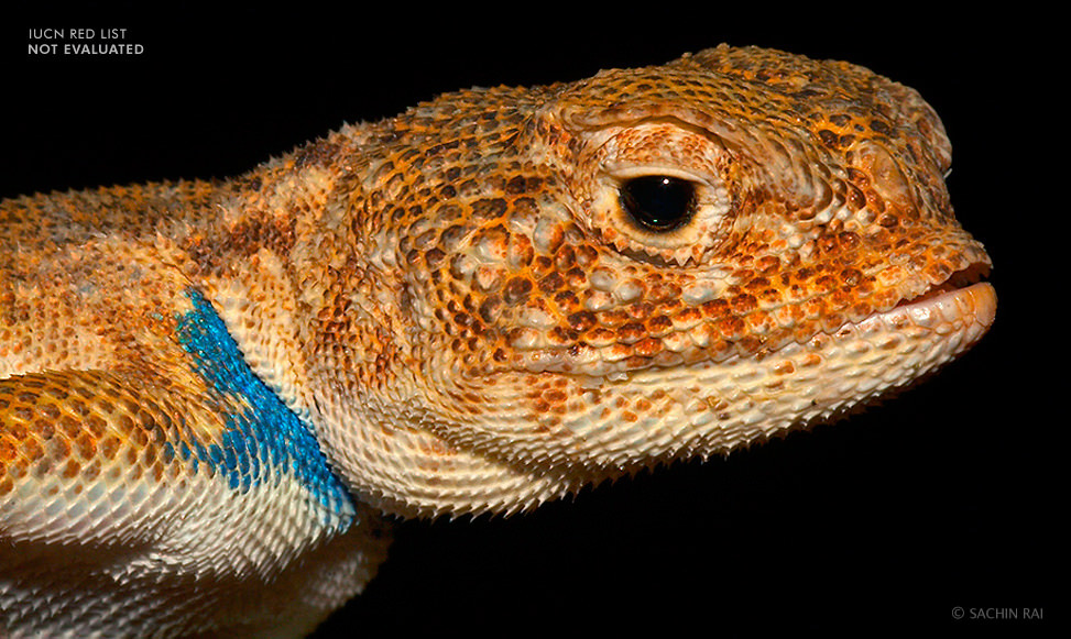 toad-headed-agama-Bufoniceps-laungwalansis