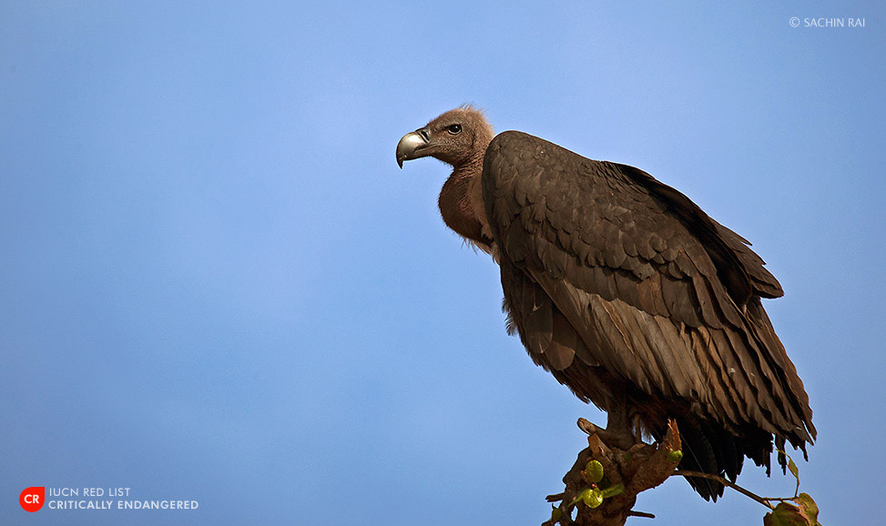 white-backed-vulture-sachin-rai